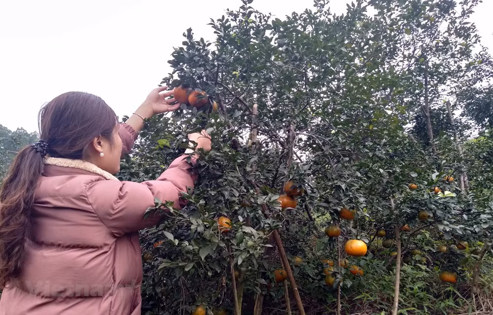 补橙子——香山山区的主要农产品 ảnh 1 补橙子——香山山区的主要农产品 ảnh 1