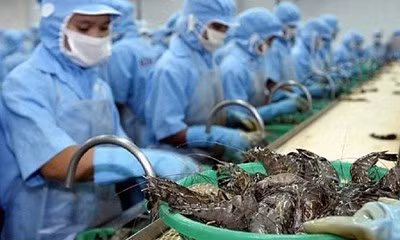 越南虾类出口有望达38亿美元 ảnh 1