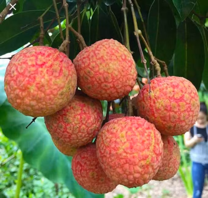 200名中国商人即将赴越寻购荔枝 ảnh 1 200名中国商人即将赴越寻购荔枝 ảnh 1