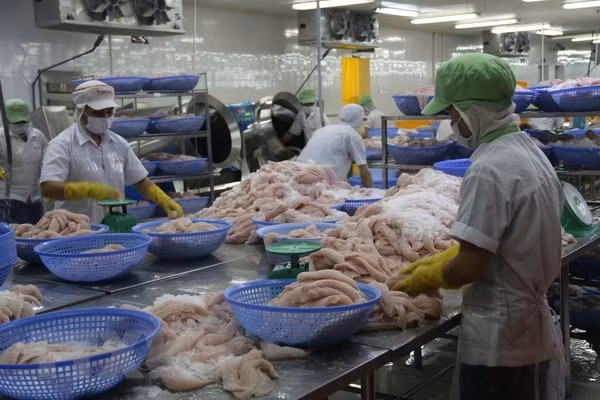 越南抓紧时间来解决水产“黄牌”警告问题 ảnh 1 越南抓紧时间来解决水产“黄牌”警告问题 ảnh 1