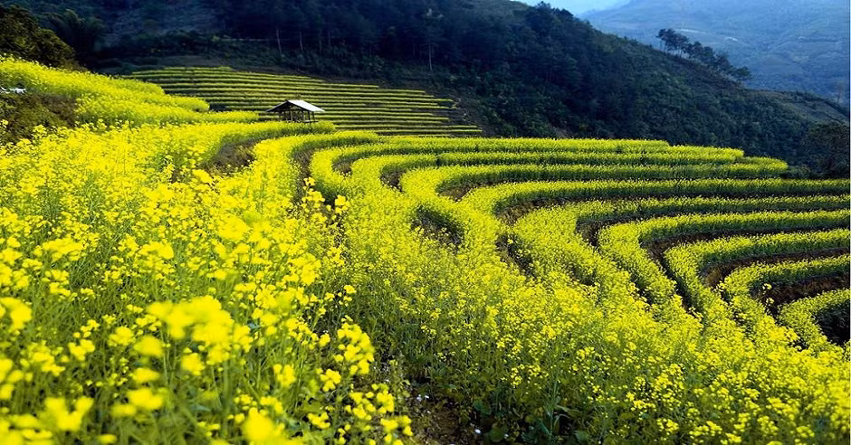油菜花为安沛省木江界打造生态旅游新名片 ảnh 2