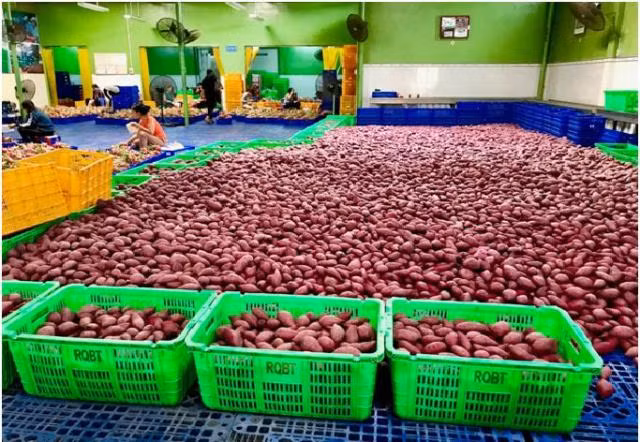 MM Mega Market公司每月向泰国出口150吨越南农水产品 ảnh 2