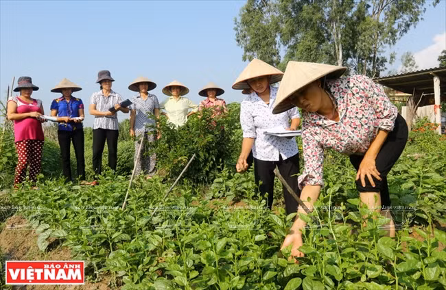 越南 VECO ảnh 1 越南 VECO ảnh 1