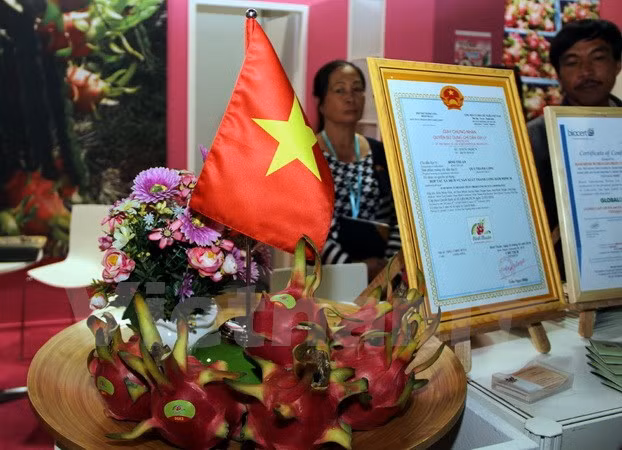 越南火龙果亮相德国柏林国际水果蔬菜博览会 ảnh 1