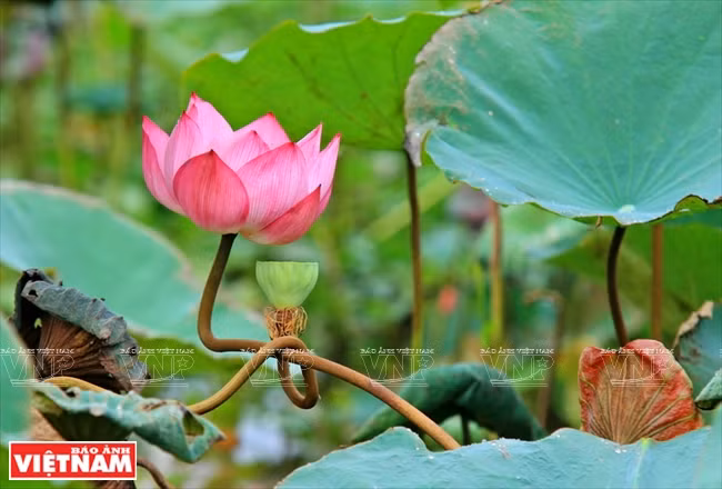 宁楚荷塘的珍稀莲花(组图) ảnh 14 宁楚荷塘的珍稀莲花(组图) ảnh 14