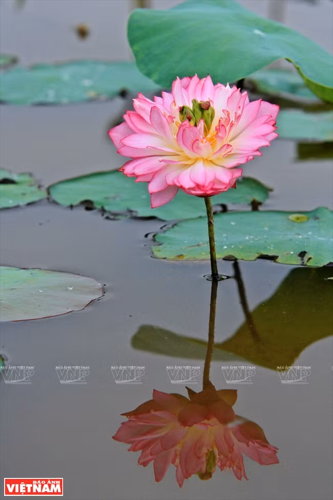 宁楚荷塘的珍稀莲花(组图) ảnh 11 宁楚荷塘的珍稀莲花(组图) ảnh 11