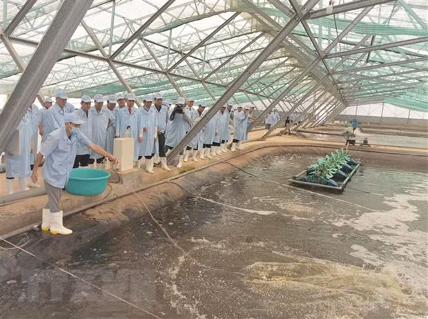 将薄辽省建设成为全国虾类行业发展中心 ảnh 1