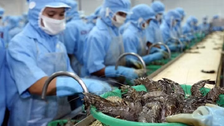  越南虾类生产加工业 ảnh 1