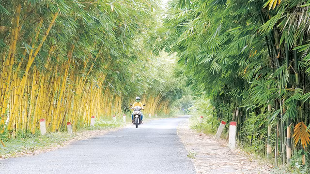同塔省收集和种植60多种竹子 ảnh 1