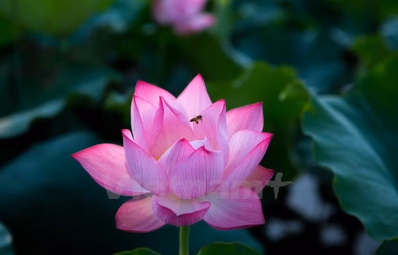 让越南莲花走出国门 ảnh 1 让越南莲花走出国门 ảnh 1