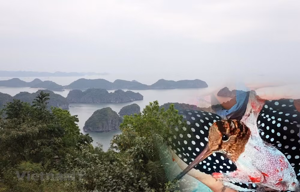 越南力争实现生态系统恢复的目标 ảnh 1