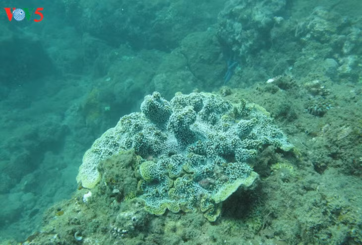 海底的绿色萌芽 ảnh 3 海底的绿色萌芽 ảnh 3