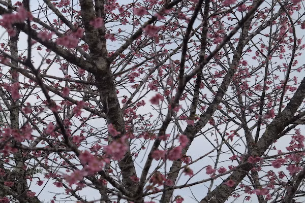 赴奠边省帕框乡观赏漫山遍野的樱花 ảnh 2