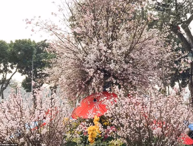选拔2019河内日本樱花节“樱花亲善大使” ảnh 1 选拔2019河内日本樱花节“樱花亲善大使” ảnh 1