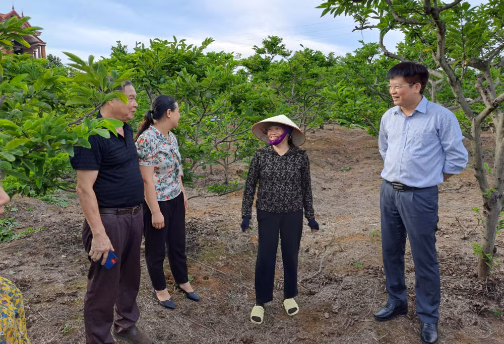 广宁省积极进行农业产业创新 大力提高农产品经济价值 ảnh 1
