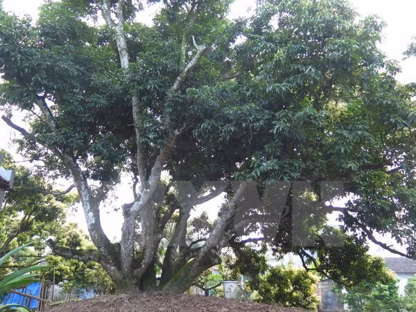 越南海阳省青河县古荔枝树创越南纪录 ảnh 1