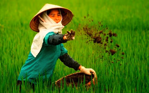 中国化肥占越南化肥进口量近45% ảnh 1 中国化肥占越南化肥进口量近45% ảnh 1
