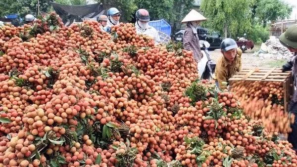 海阳省荔枝出口量达5000吨 ảnh 1 海阳省荔枝出口量达5000吨 ảnh 1