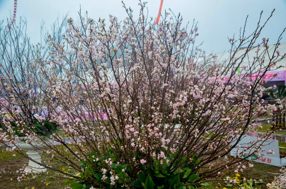 2017年樱花—安子黄梅花节在下龙市拉开帷幕 ảnh 2 2017年樱花—安子黄梅花节在下龙市拉开帷幕 ảnh 2