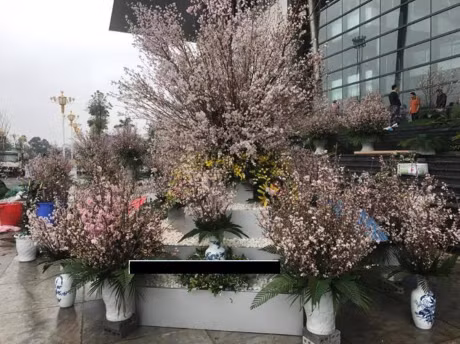 日本樱花节首次在永福省举行 ảnh 1 日本樱花节首次在永福省举行 ảnh 1