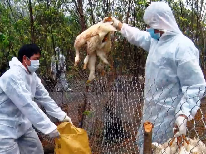越南卫生部就禽流感防控情况举行记者会 ảnh 1 越南卫生部就禽流感防控情况举行记者会 ảnh 1
