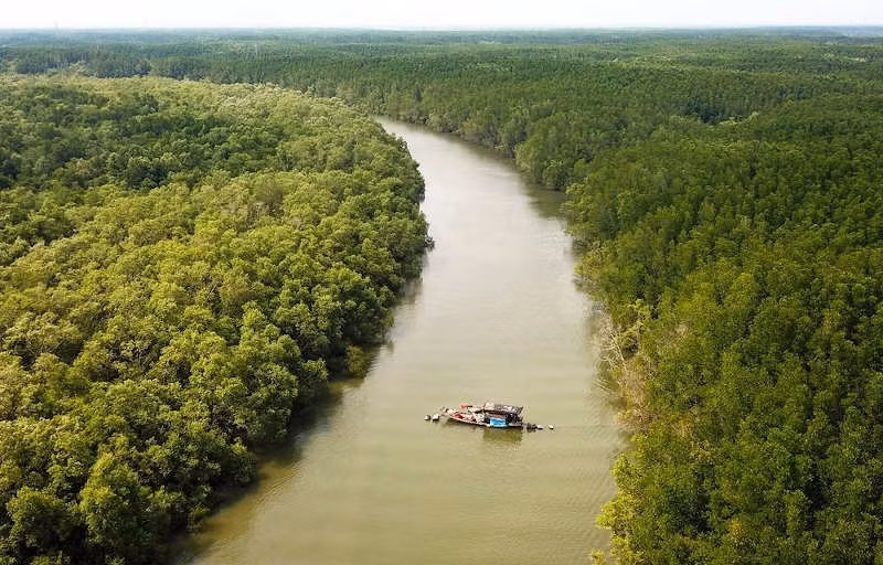 沿海地区森林保护与开发提案获批 ảnh 1 沿海地区森林保护与开发提案获批 ảnh 1