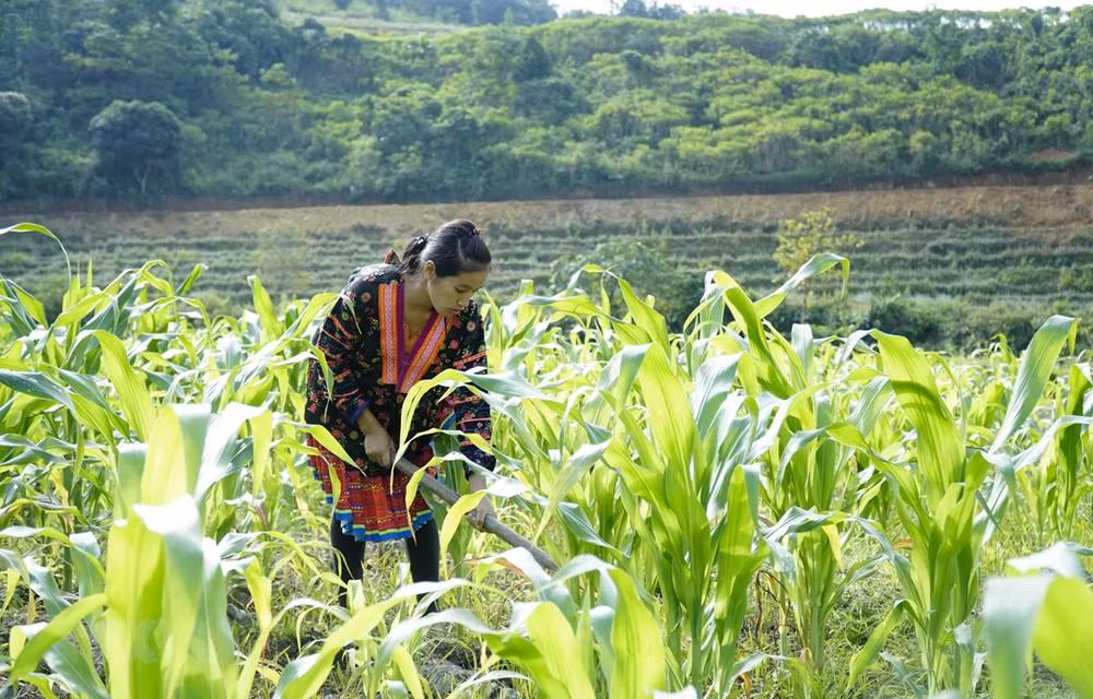 促进可持续扶贫政策有效落实 ảnh 1 促进可持续扶贫政策有效落实 ảnh 1