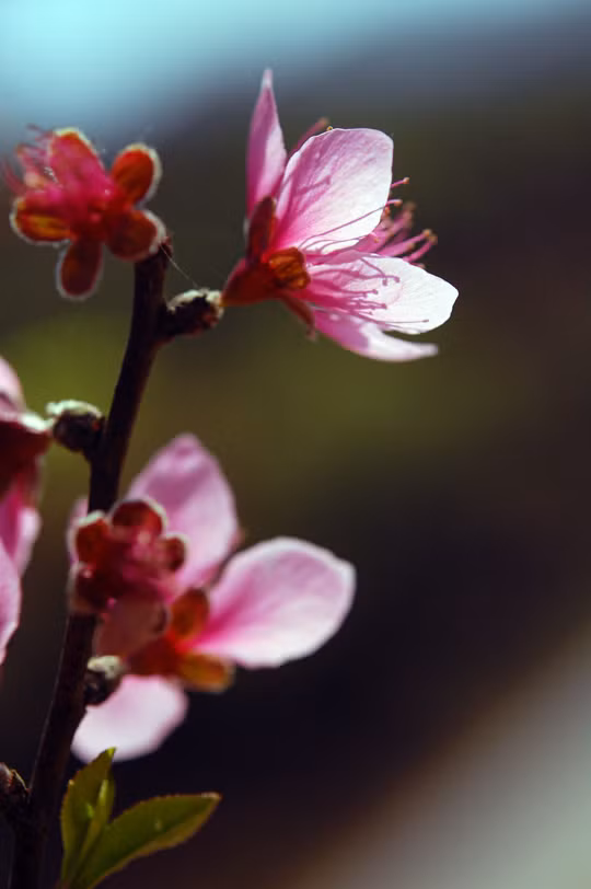 河内十二月份之十二花季 ảnh 1 河内十二月份之十二花季 ảnh 1