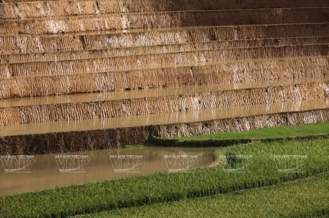 木岗寨梯田美景 ảnh 9 木岗寨梯田美景 ảnh 9