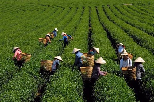 宣光省:绿色茶叶种植模式帮助居民脱贫致富 ảnh 1 宣光省:绿色茶叶种植模式帮助居民脱贫致富 ảnh 1