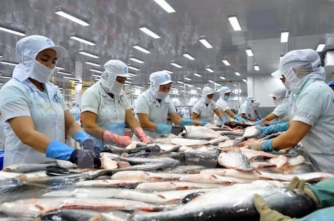 美国发布有关越南企业对美出口鲶鱼的通知 ảnh 1 美国发布有关越南企业对美出口鲶鱼的通知 ảnh 1