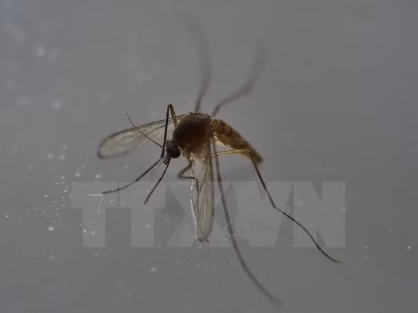 菲律宾发现第6例寨卡病毒感染病例 ảnh 1 菲律宾发现第6例寨卡病毒感染病例 ảnh 1