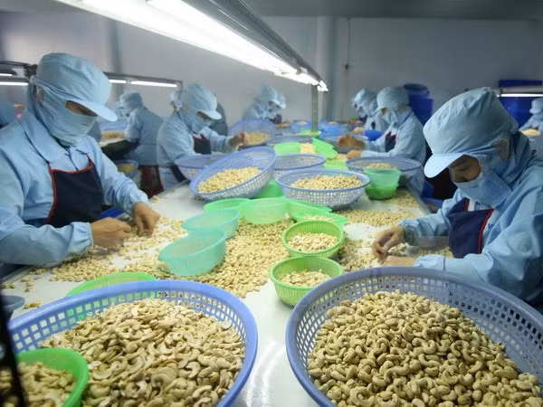 今年前8月越南腰果出口额同比增长12.7% ảnh 1