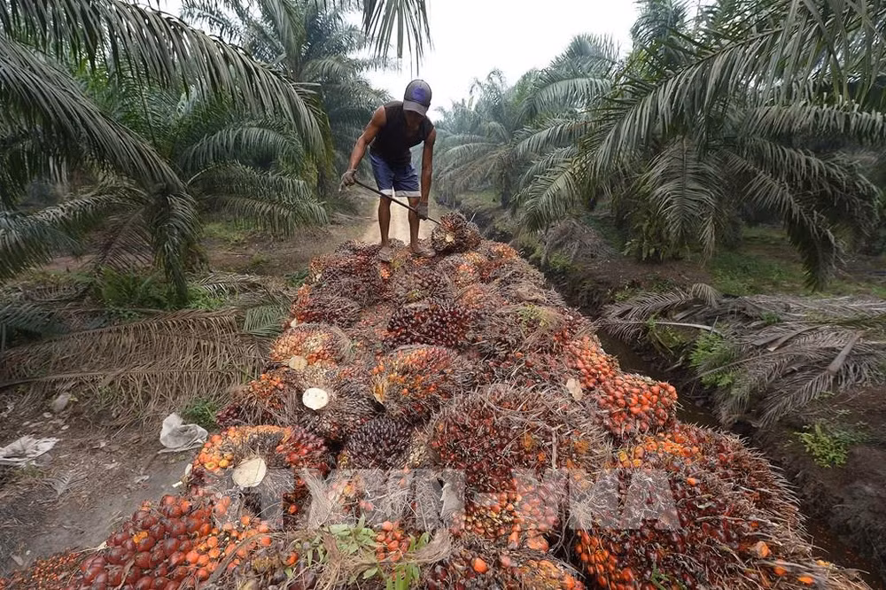 印度尼西亚占全球棕榈油出口的54% ảnh 1 印度尼西亚占全球棕榈油出口的54% ảnh 1