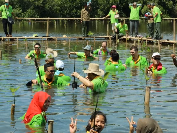 东盟举行红树林种植日 ảnh 1 东盟举行红树林种植日 ảnh 1