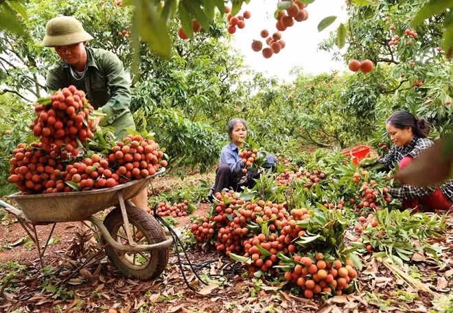 北江省2023年荔枝时节创收6.8万亿越盾 ảnh 2 北江省2023年荔枝时节创收6.8万亿越盾 ảnh 2