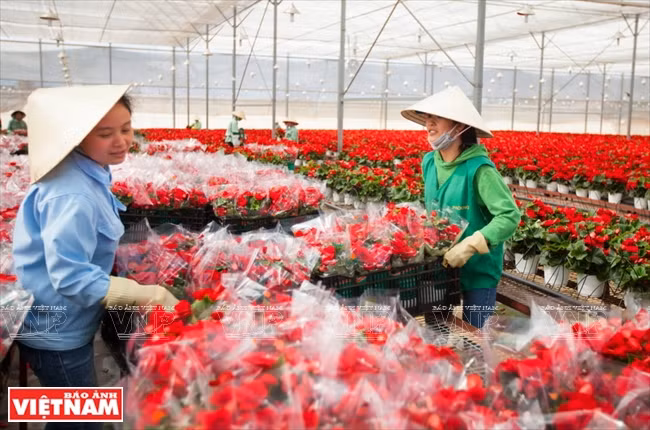 大叻蔬菜与花卉王国 ảnh 1 大叻蔬菜与花卉王国 ảnh 1