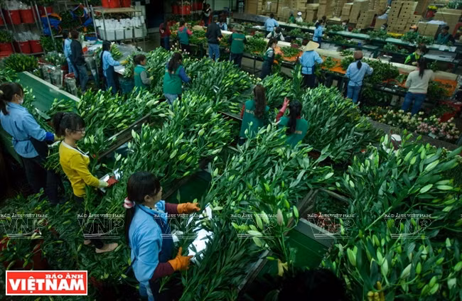 大叻蔬菜与花卉王国 ảnh 10 大叻蔬菜与花卉王国 ảnh 10
