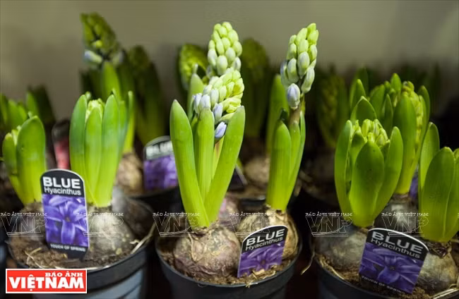 大叻蔬菜与花卉王国 ảnh 19 大叻蔬菜与花卉王国 ảnh 19