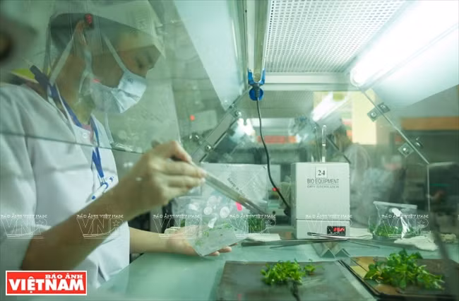 大叻蔬菜与花卉王国 ảnh 7 大叻蔬菜与花卉王国 ảnh 7