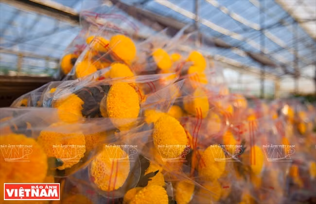 大叻蔬菜与花卉王国 ảnh 23 大叻蔬菜与花卉王国 ảnh 23