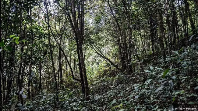 泰国借鉴瑞典森林扩张模式 ảnh 1 泰国借鉴瑞典森林扩张模式 ảnh 1