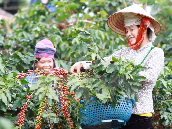 今年前7个月越南对阿尔及利亚出口额近2.09亿美元 ảnh 1