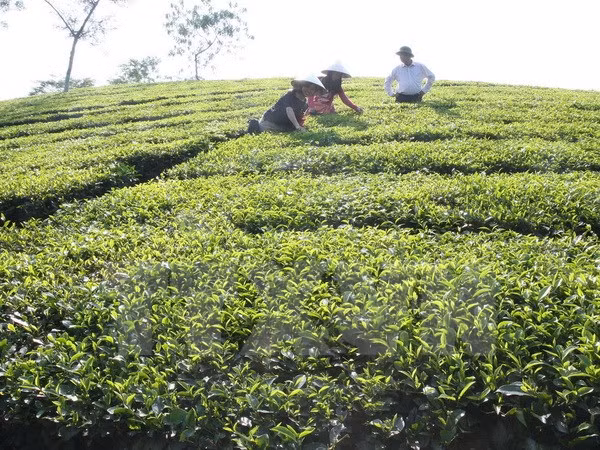 富寿省努力发挥茶树的生产潜力 ảnh 1