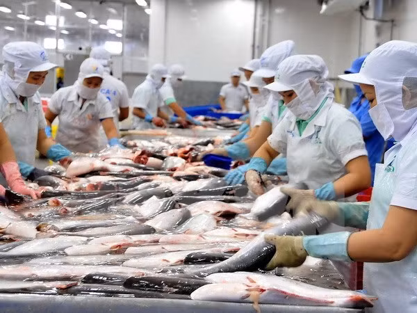 美国实施新的进口鲶鱼产品检验操作规程后 越南对美查鱼出口情况仍保持稳定 ảnh 1 美国实施新的进口鲶鱼产品检验操作规程后 越南对美查鱼出口情况仍保持稳定 ảnh 1