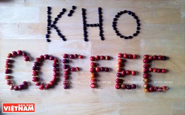 哥霍族人的清洁咖啡品牌“K’Ho Coffee” ảnh 1 哥霍族人的清洁咖啡品牌“K’Ho Coffee” ảnh 1