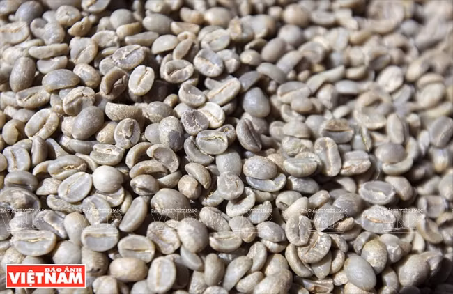 哥霍族人的清洁咖啡品牌“K’Ho Coffee” ảnh 4 哥霍族人的清洁咖啡品牌“K’Ho Coffee” ảnh 4