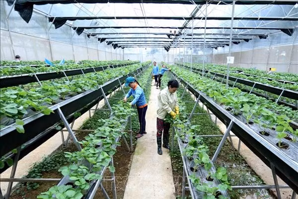 越南绿色创业未来可期 ảnh 1