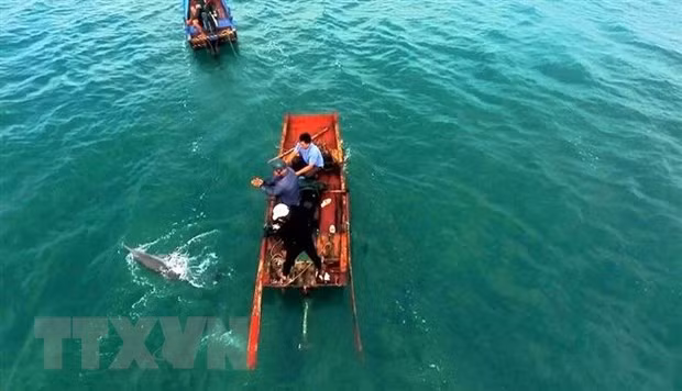 成功营救姑苏海域搁浅海豚 ảnh 1