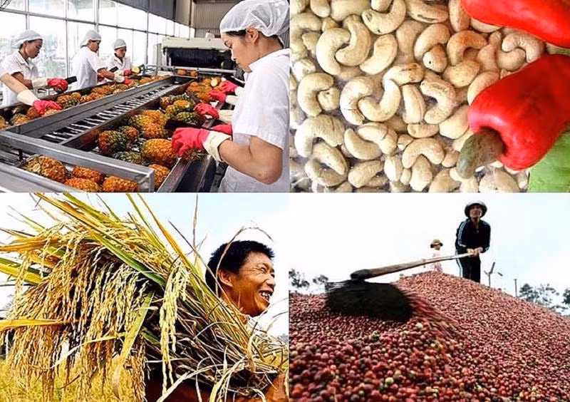 植物保护局:2022年是越南农产品进军外国市场大获成功的一年 ảnh 1 植物保护局:2022年是越南农产品进军外国市场大获成功的一年 ảnh 1